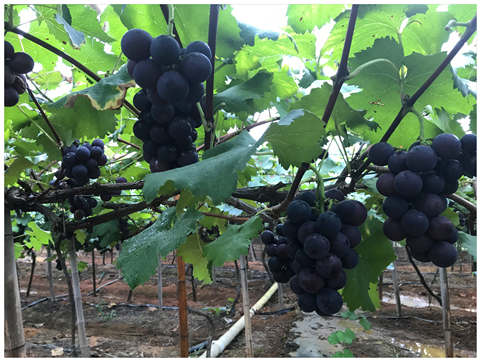 老子有钱lzyq88(中国)有限公司